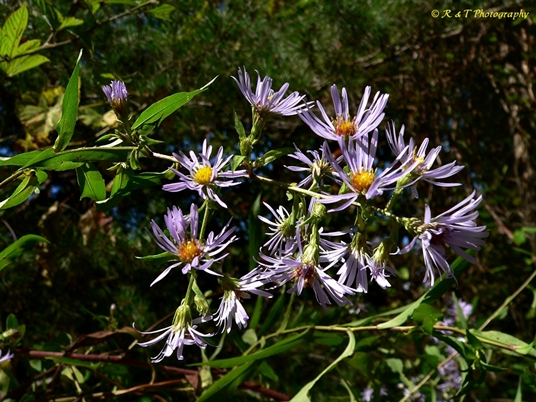 {Symphyotrichum puniceum}